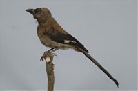 藏品(樹鵲)的圖片